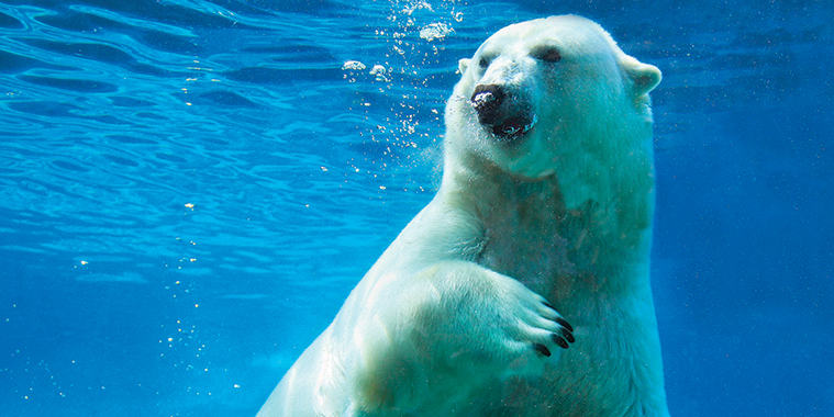 08-4-polar-bear-swimming.jpg (328 KB)